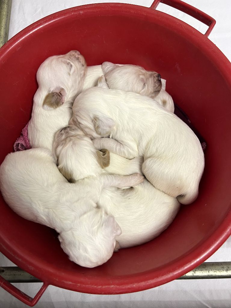 chiot Setter Anglais de la joux de la becasse