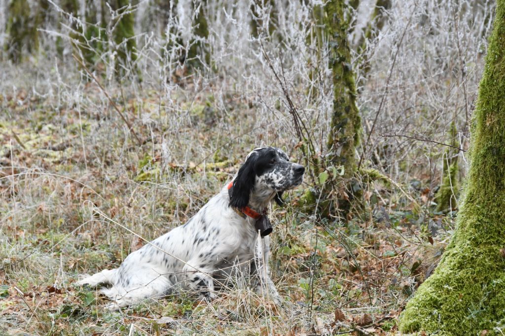 TR. CH. Lady de la joux de la becasse