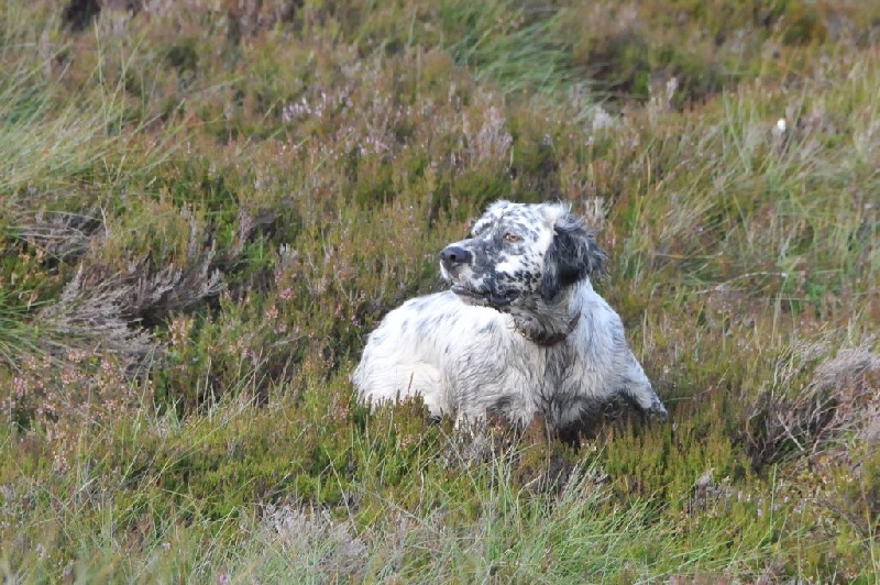 Ecosse 2016